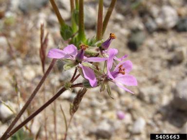 redstem filaree, Erodium cicutarium  (Geraniales: Geraniaceae) - 5405663