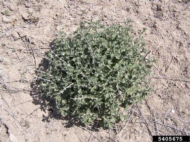 white horehound, Marrubium vulgare  (Lamiales: Lamiaceae) - 5405675
