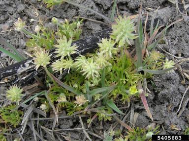 bur buttercup, Ceratocephala testiculata  (Ranunculales: Ranunculaceae) - 5405683