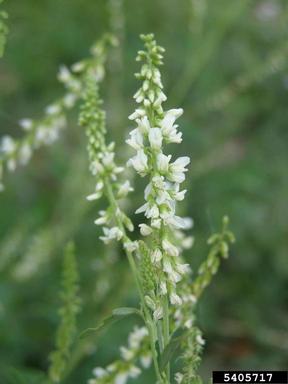 yellow sweetclover, Melilotus officinalis  (Fabales: Fabaceae (Leguminosae)) - 5405717