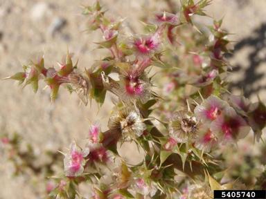 Russian thistle, Salsola kali  (Caryophyllales: Chenopodiaceae) - 5405740