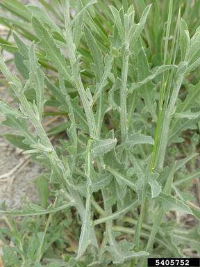 Russian knapweed, Rhaponticum repens  (Asterales: Asteraceae) - 5405752