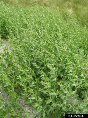 perennial pepperweed, Lepidium latifolium  (Capparales: Brassicaceae) - 5405764