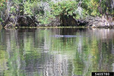American alligator, Alligator mississippiensis  (Crocodilia: Alligatoridae) - 5405780