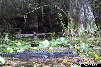 American alligator, Alligator mississippiensis  (Crocodilia: Alligatoridae) - 5405789