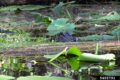 American alligator, Alligator mississippiensis  (Crocodilia: Alligatoridae) - 5405791