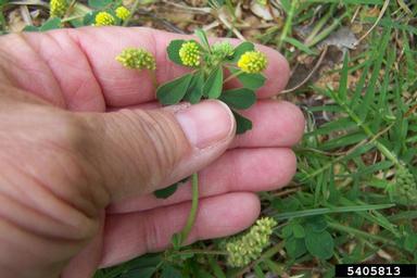 black medic, Medicago lupulina  (Fabales: Fabaceae (Leguminosae)) - 5405813