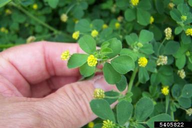 black medic, Medicago lupulina  (Fabales: Fabaceae (Leguminosae)) - 5405822