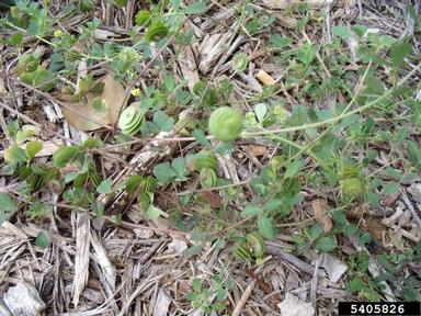 blackdisk medick, Medicago orbicularis  (Fabales: Fabaceae (Leguminosae)) - 5405826
