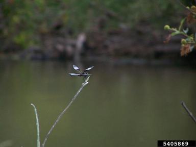 widow skimmer, Libellula luctuosa  (Odonata: Libellulidae) - 5405869