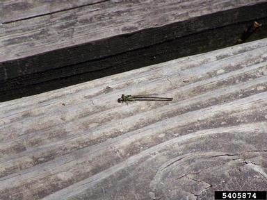 Fragile Forktail, Ischnura posita  (Odonata: Coenagrionidae) - 5405874