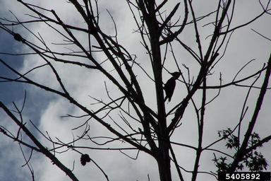pileated woodpecker, Dryocopus pileatus  (Piciformes: Picidae) - 5405892