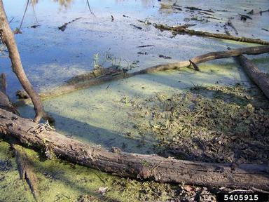 duckweed, Lemna spp.  (Arales: Lemnaceae) - 5405915