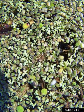 duckweed, Lemna spp.  (Arales: Lemnaceae) - 5405917