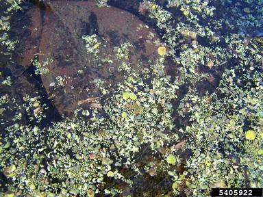 duckweed, Lemna spp.  (Arales: Lemnaceae) - 5405922