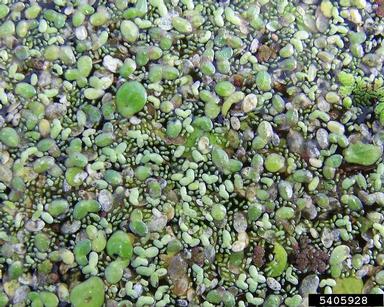 duckweed, Lemna spp.  (Arales: Lemnaceae) - 5405928