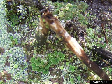 Mexican mosquitofern, Azolla mexicana  (Hydropteridales: Azollaceae) - 5405932