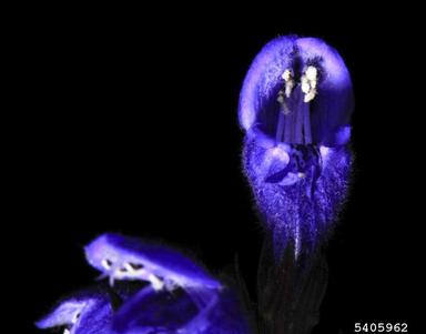 Northern dragonhead, Dracocephalum ruyschiana  (Lamiales: Lamiaceae) - 5405962
