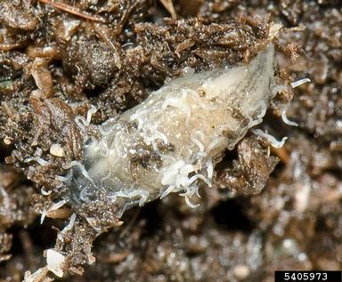 slug-parasitic nematode (Phasmarhabditis hermaphrodita ) on Spanish slug (Arion lusitanicus ) - 5405973