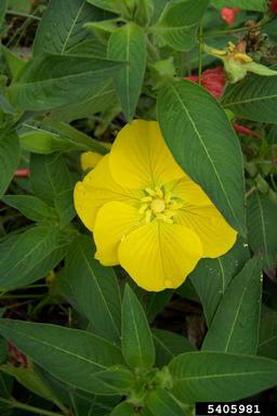 large-flower primrose-willow, Ludwigia grandiflora  (Myrtales: Onagraceae) - 5405981