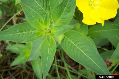 large-flower primrose-willow, Ludwigia grandiflora  (Myrtales: Onagraceae) - 5405982