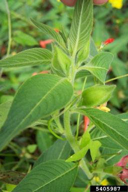 large-flower primrose-willow, Ludwigia grandiflora  (Myrtales: Onagraceae) - 5405987