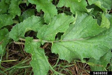 mustard, Brassica spp.  (Capparales: Brassicaceae) - 5406002