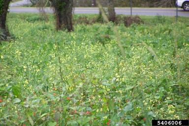 mustard, Brassica spp.  (Capparales: Brassicaceae) - 5406006
