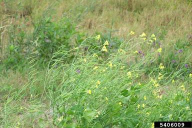mustard, Brassica spp.  (Capparales: Brassicaceae) - 5406009