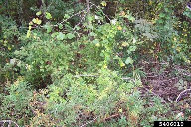 Japanese climbing fern, Lygodium japonicum  (Polypodiales: Lygodiaceae) - 5406010