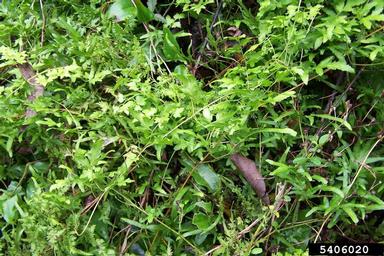Japanese climbing fern, Lygodium japonicum  (Polypodiales: Lygodiaceae) - 5406020
