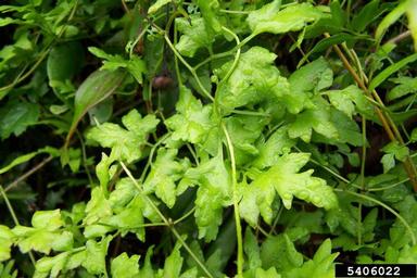 Japanese climbing fern, Lygodium japonicum  (Polypodiales: Lygodiaceae) - 5406022