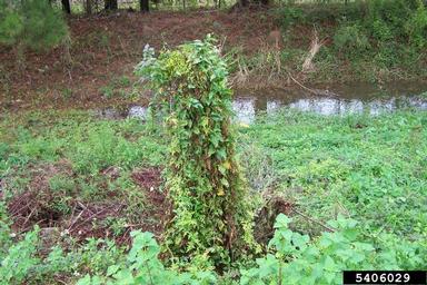 Japanese climbing fern, Lygodium japonicum  (Polypodiales: Lygodiaceae) - 5406029