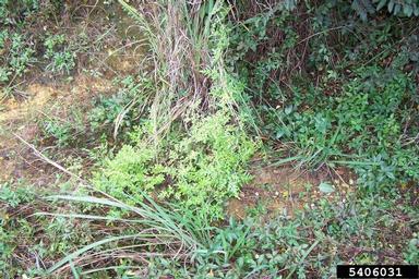 Japanese climbing fern, Lygodium japonicum  (Polypodiales: Lygodiaceae) - 5406031