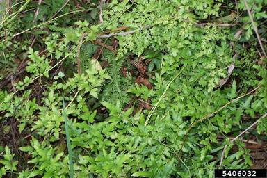 Japanese climbing fern, Lygodium japonicum  (Polypodiales: Lygodiaceae) - 5406032