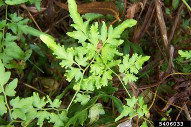 Japanese climbing fern, Lygodium japonicum  (Polypodiales: Lygodiaceae) - 5406033