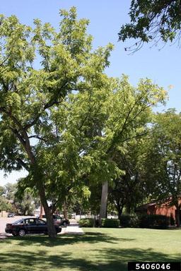 Thousand Cankers Disease (Geosmithia morbida ) on black walnut (Juglans nigra ) - 5406046