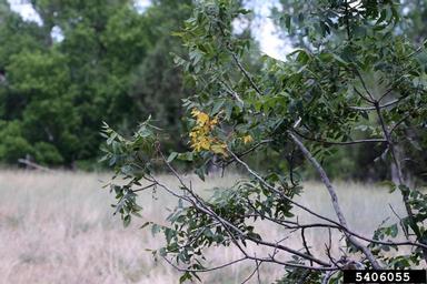 walnut twig beetle (Pityophthorus juglandis ) on Arizona walnut (Juglans major ) - 5406055