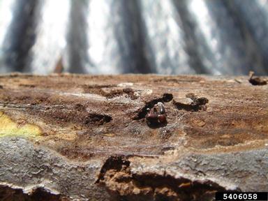 walnut twig beetle (Pityophthorus juglandis ) on black walnut (Juglans nigra ) - 5406058