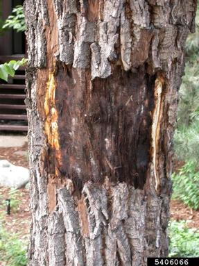 Thousand Cankers Disease (Geosmithia morbida ) on black walnut (Juglans nigra ) - 5406066