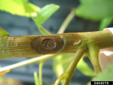 Thousand Cankers Disease (Geosmithia morbida ) on Southern California walnut (Juglans californica ) - 5406079