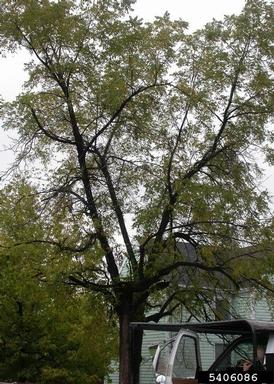 Thousand Cankers Disease (Geosmithia morbida ) on black walnut (Juglans nigra ) - 5406086