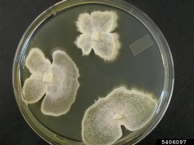 Thousand Cankers Disease (Geosmithia morbida ) on Potato dextrose agar (Fungal Non-selective Media PDA ) - 5406097