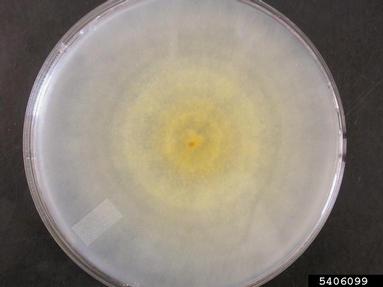 Thousand Cankers Disease (Geosmithia morbida ) on Potato dextrose agar (Fungal Non-selective Media PDA ) - 5406099