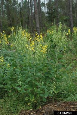 showy rattlebox, Crotalaria spectabilis  (Fabales: Fabaceae (Leguminosae)) - 5406255