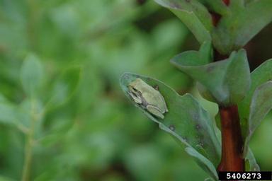 pine woods tree frog, Hyla femoralis  (Anura: Hylidae) - 5406273