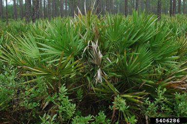 saw palmetto, Serenoa repens  (Arecales: Arecaceae) - 5406286