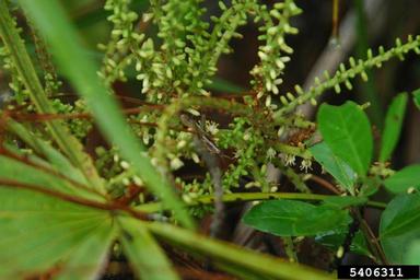 saw palmetto, Serenoa repens  (Arecales: Arecaceae) - 5406311