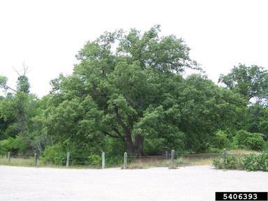 chinkapin oak, Quercus muehlenbergii  (Fagales: Fagaceae) - 5406393