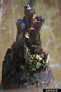 American beaver, Castor canadensis  (Rodentia: Castoridae) - 5406418